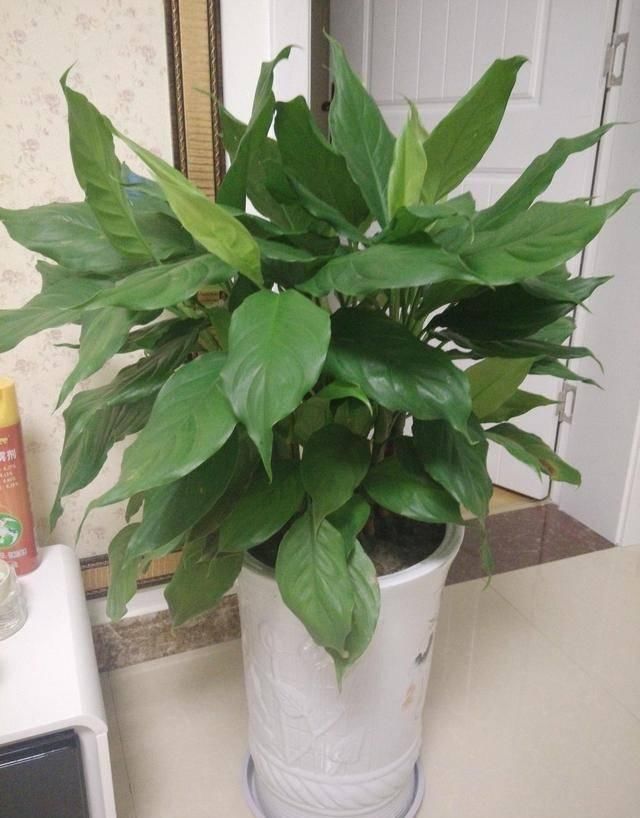  『盆土表面干』就是这5种花，越浇越水爆盆，一缺水马上就蔫了，怪不得总养不好