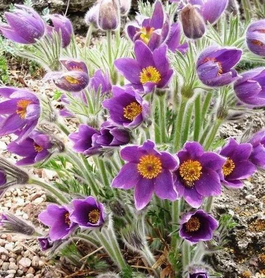 『开花』这四种神秘优雅的紫色花，美起来不像话，春天一开就是一大片