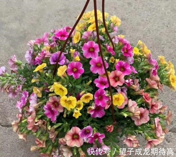  『光照』此种植物开花似小喇叭，五颜六色、数量多，多做垂盆花卉观赏