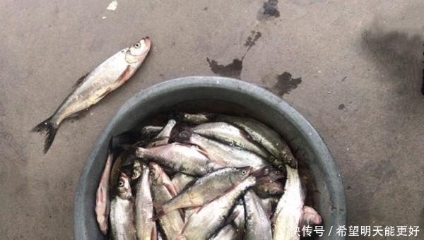  『试试』狂拉小杂鱼，试试这几种钓法鲜为人知的钓法，晚春使用效果最好！