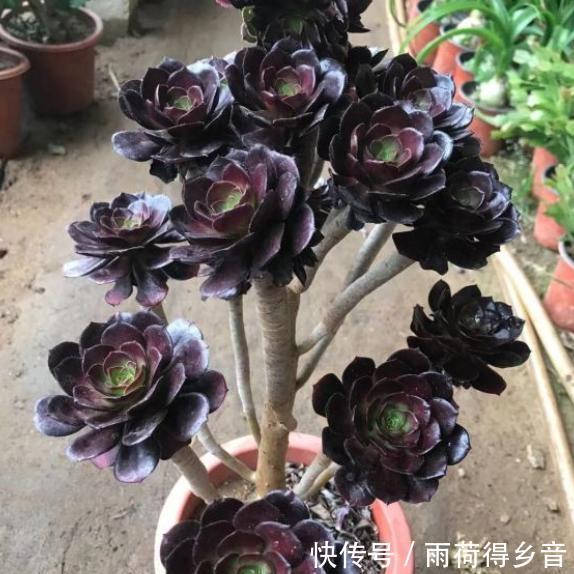  【法师度夏】想多肉法师轻松度夏，趁现在把它“伺候好”，轻松度夏就这么简单