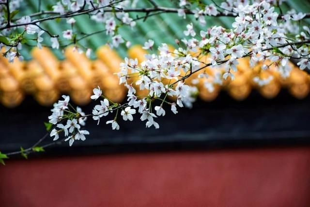 这7个火车高铁直达的赏樱圣地，将撑起整个中国的颜值！