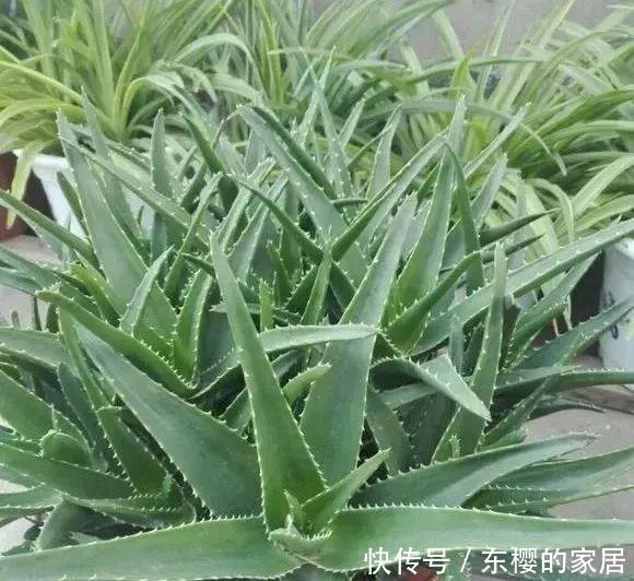 盆变|芦荟1盆变多盆,只需学会这招