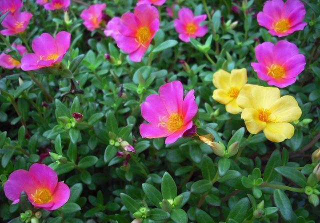  『栀子花』这4种花最喜欢沐浴阳光，不担心晒伤，反而开花爆盆