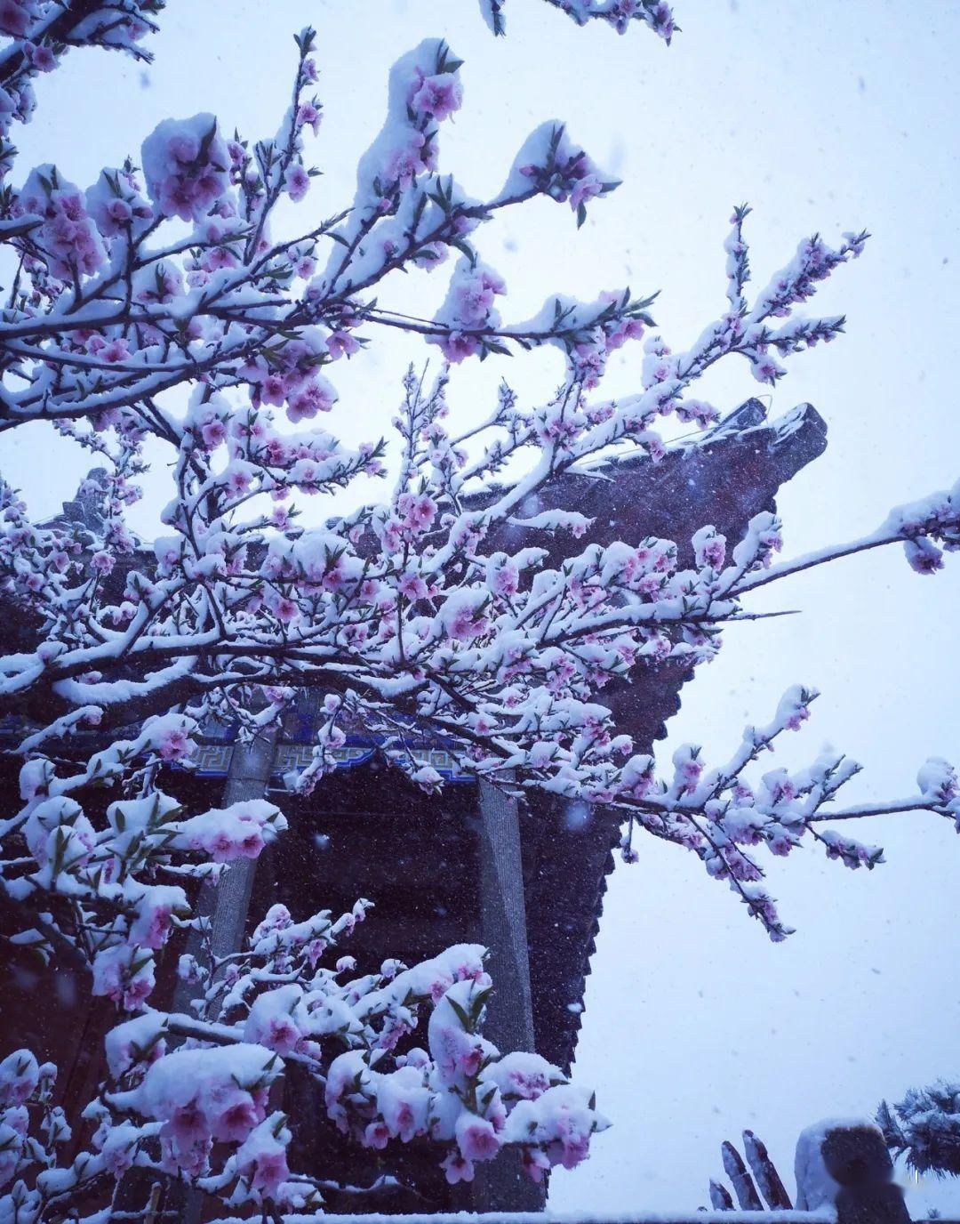  『岱宗』春雪空濛落岱宗，最美人间四月天