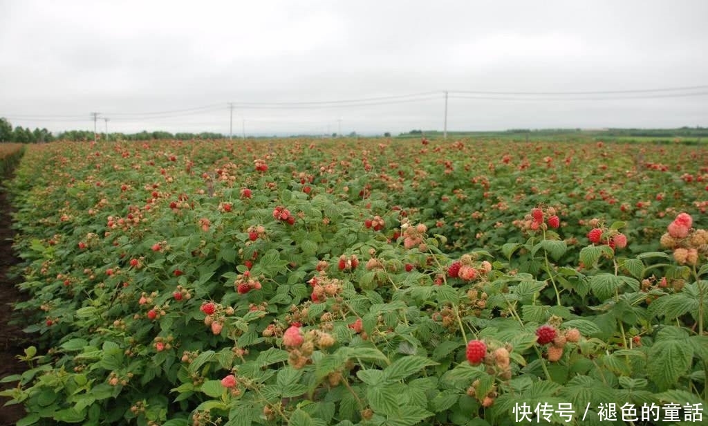 专家预测它是“第三代水果”，国外广泛栽培，在我国却无人问津