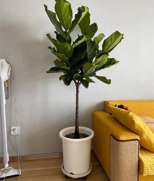 #家里#北欧四兄弟,4种阔叶植物,养在家里能加湿,夏季不用怕燥热
