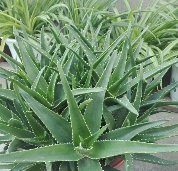  「蟹爪兰」想让盆栽植物根壮叶绿花多?用发酵粉就能实现!