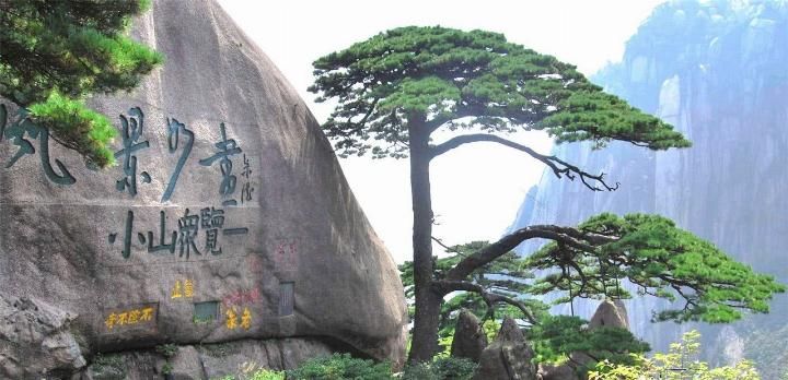  安徽■我国2棵最珍贵的树，一棵在福建，一棵在安徽，24小时专人