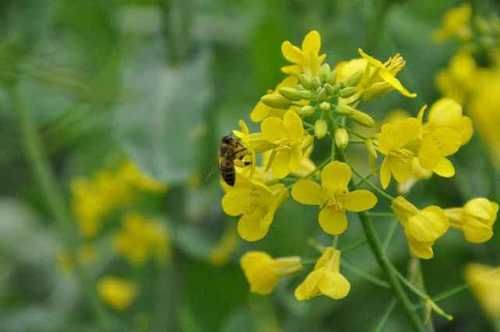 金黄璀璨花开繁盛，“油菜花”盛开之际，娇艳美丽香气扑鼻