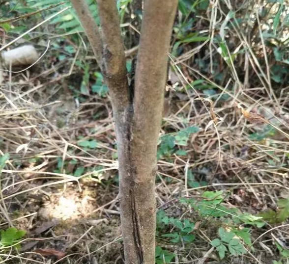  [枝条]3根茶花小苗绑一起,枝条成倍长,又粗又壮