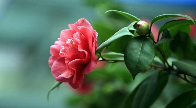  迎春花：这2种“大型花”养客厅，年后枝头开满花，花期长，真漂亮！