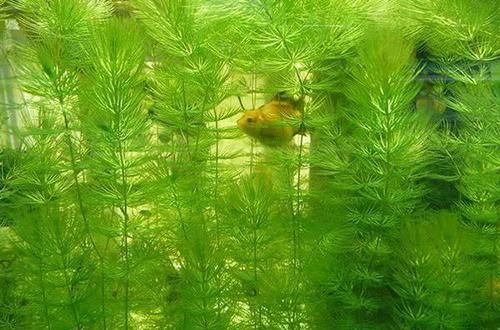  一大■比铜钱草好看的花，7天爆满一大缸，多到家里堆不下