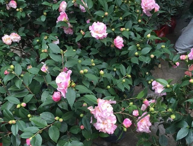  空气湿度：有哪些因素影响到茶花生长？如何让它生长枝繁叶茂？