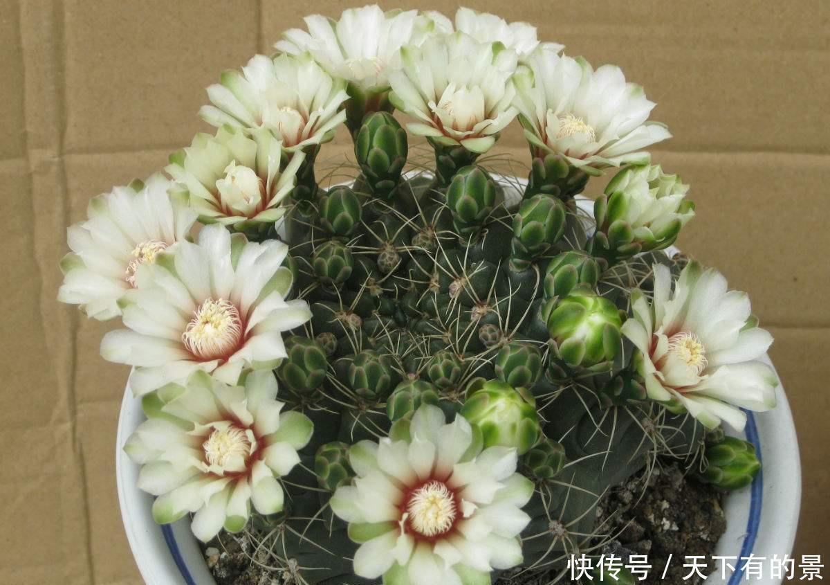 日子:3种花花期超长开花美,养家里,四季如春寓意好,日子越过越红火