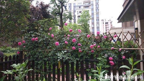  「李小姐还」她将荒芜的后院，改造成最美花园，完工一年后，让人惊艳