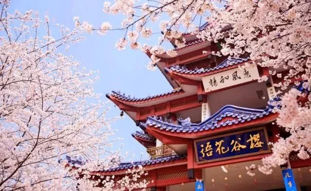 全国四大绝美春色,可惜今年看不到了!【2020热门旅游景点】