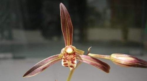  #兰花家族中#这款兰花，花型俏丽，姿态优雅，便宜还好养，是家居盆栽的首选！