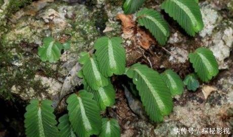 山上这种野生物，以前农民不重视，如今珍贵成稀罕，所含价值好高