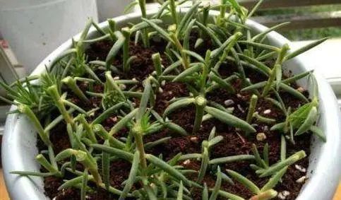  「适合」适合懒人养的花,养成轻松成本低!