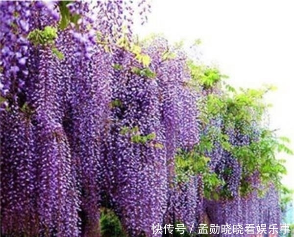  『迷人』花期可达200天！花朵漂亮迷人，庭院再小也得种
