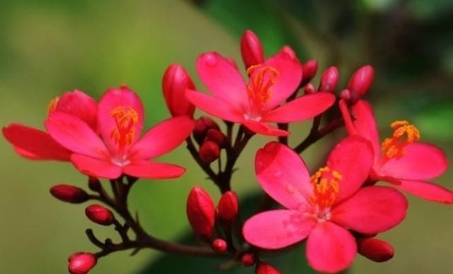  琴叶珊瑚■养种“日日樱”，花朵“红如火”，花多开成球，一年四季赏花不断