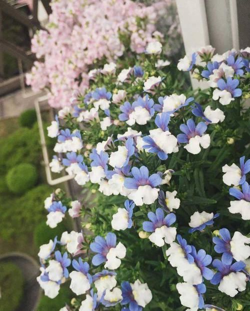  『墨色』喜欢玫瑰，不如养盆“极品菊花”墨菊，花似墨色荷花，亭亭玉立！