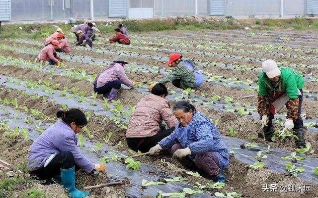 今年农村有这些实事要做，件件与您相关，这13要点您得知道！