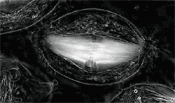  最为常见■10张炫酷动图, 让你秒懂高中生物重要原理，理解更深刻