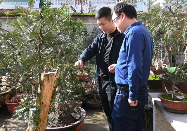  小伙：西施最爱的香榧 由这位“90”后小伙做成了盆景