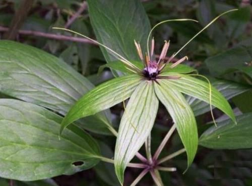 种植物：它1斤“650元”，生长在山沟里，植株并不丑，也能开花，珍贵
