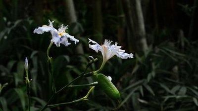  『荫蔽』扁竹根，别名蝴蝶花，生于较荫蔽而湿润的草地，花淡紫色或蓝紫色