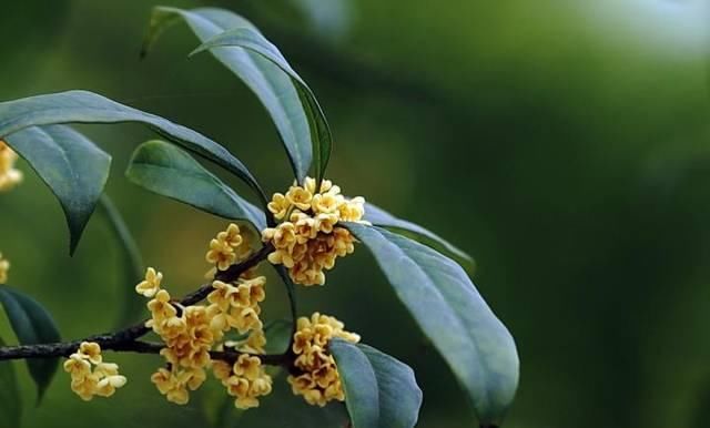  『当年』桂花是由当年生新梢侧芽形成花芽而开花的，桂花树这样修剪，桂香飘满院