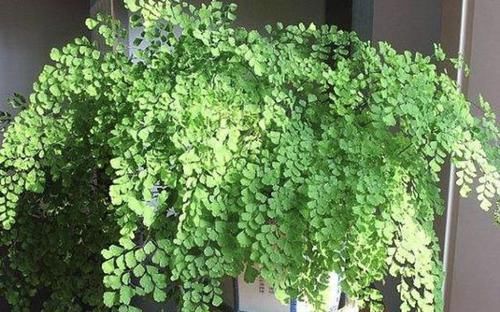  「养护」2种植物“别乱放”，放阳台“养不好”，家里要是有，要搬走！