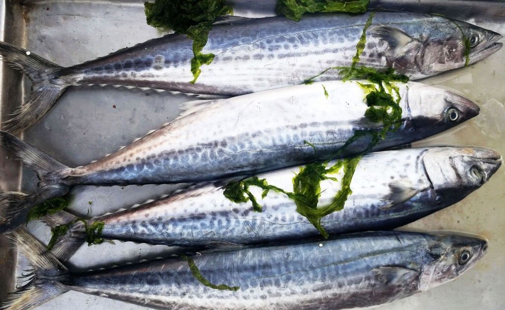 梭子蟹、皮皮虾引领菜市场海鲜新潮 新鲜海鲜替代冰冻成主流