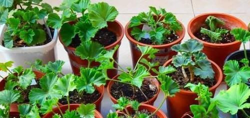  春天@春天，“扦插”花卉植物，这“4个要点”做到位，保证100%生根！