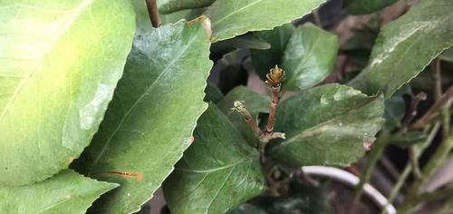  「导致烂根」买回来才两周的茶花就掉花苞卷叶还有救吗？一招或许可救，来看吧