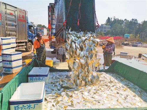  【养殖户】金鲳鱼大丰收 养殖户捕捞忙