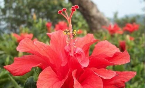  『玫瑰』喜欢玫瑰，不如养盆“菊中珍品”洹水紫桂，似花团锦簇，高贵优雅
