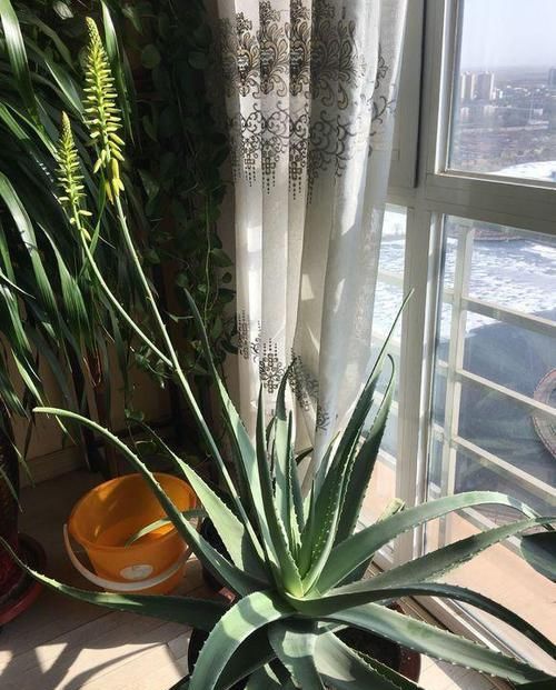  家庭盆栽■芦荟的栽培及繁殖，用不了一年，一棵变十棵，还能用来美容