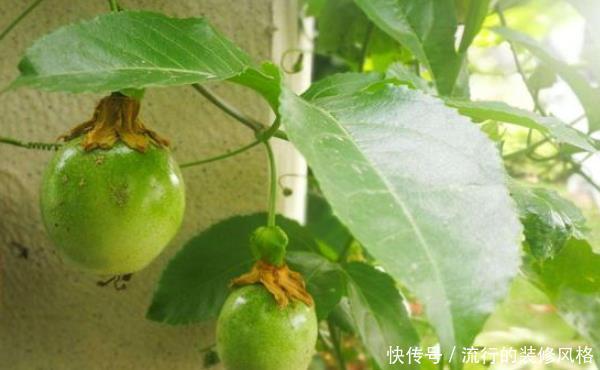  [够吃]阳台种盆延年益寿果，六月种九月开，竟没想到四季都够吃