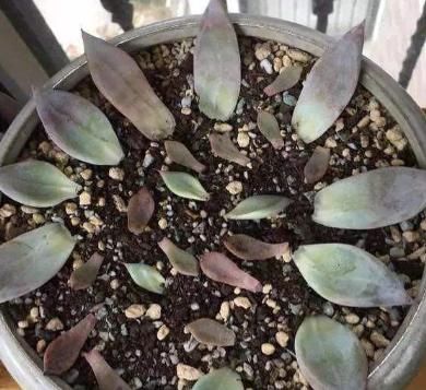  「扦插」多肉怎么扦插都不活？掌握这细节，想插不活都难，新芽嫩根蹭蹭长