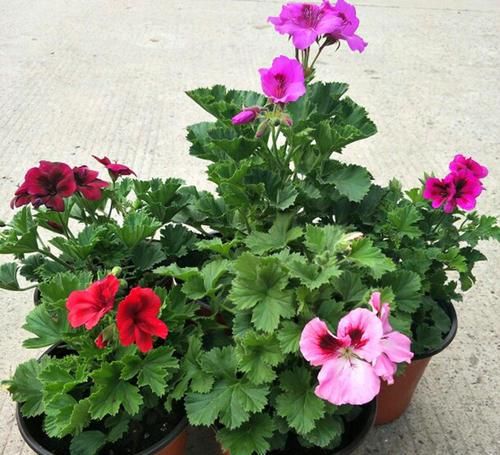  「土里」这2种植物，再便宜也不要买！摘几片叶子，就能叶插一整盆！