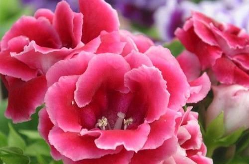  [正确]浇水正确，花卉不烂根，花色绚丽，花大花期长