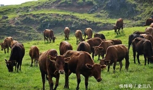  利润@村里有几十亩荒草地，买10头牛回来放养，能不能挣钱？