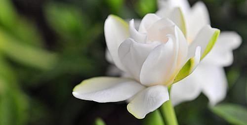  『补充足够』栀子花花苞长不大是缺肥吗？