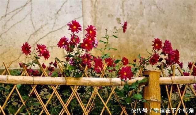  「快乐」篱笆小院住在乡村的快乐，你想体验吗！