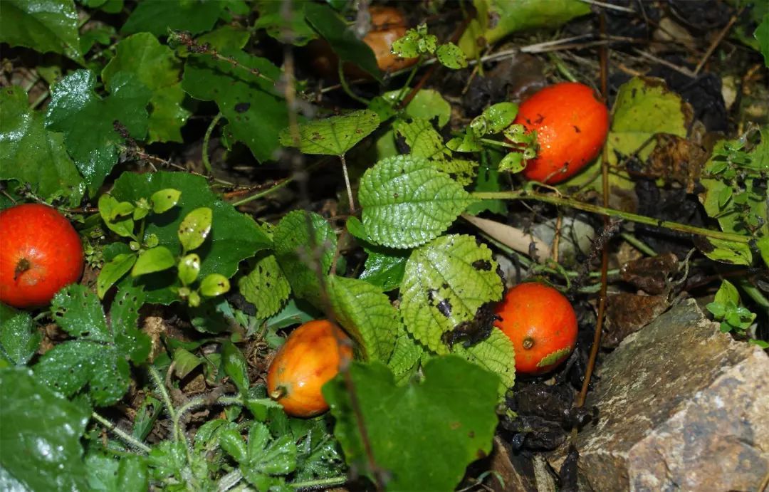 农村一种“野黄瓜”，过去烂一地没人要，如今价值珍贵90元一斤