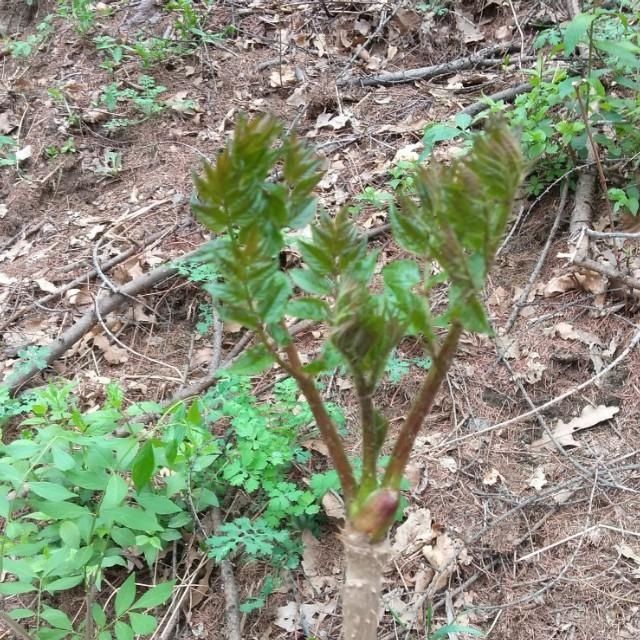 「山野菜」东北大山里的山野菜,你见过的有几种,能说出来吗