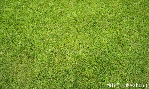  [大片]庭院、小花园如何养好草坪？做到4点长势旺，绿油油一大片好漂亮